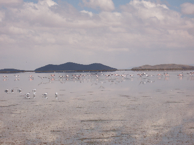 Lago Popo Nhe Oruro mit Flamingos