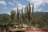 Kaktuswste bei Mataral